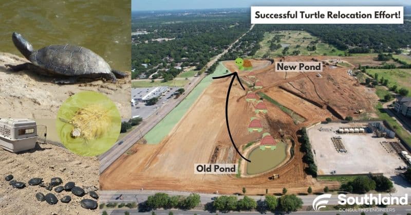 Successful turtle relocation effort at Rolling Hills — turtles being moved from the old pond to a new pond on the project site